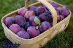فواید آلو جهت سلامت را بشناسید